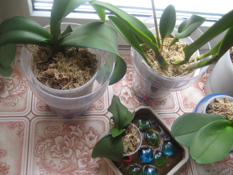 Мои Орхидейки