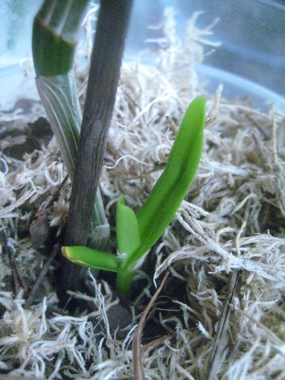 Мои Орхидейки