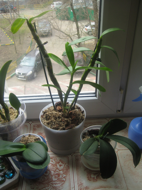 Мои Орхидейки