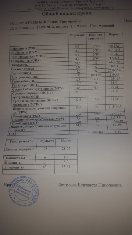 Георгины когда можно сажать в открытый грунт 52