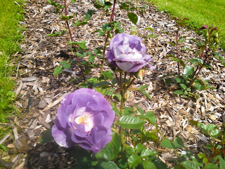 Мои розочки;-) и 32-я пошла:-)