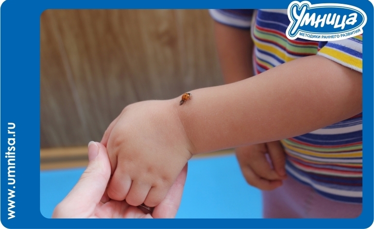 Божья коровка