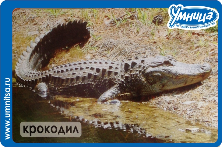 Удивительные животные