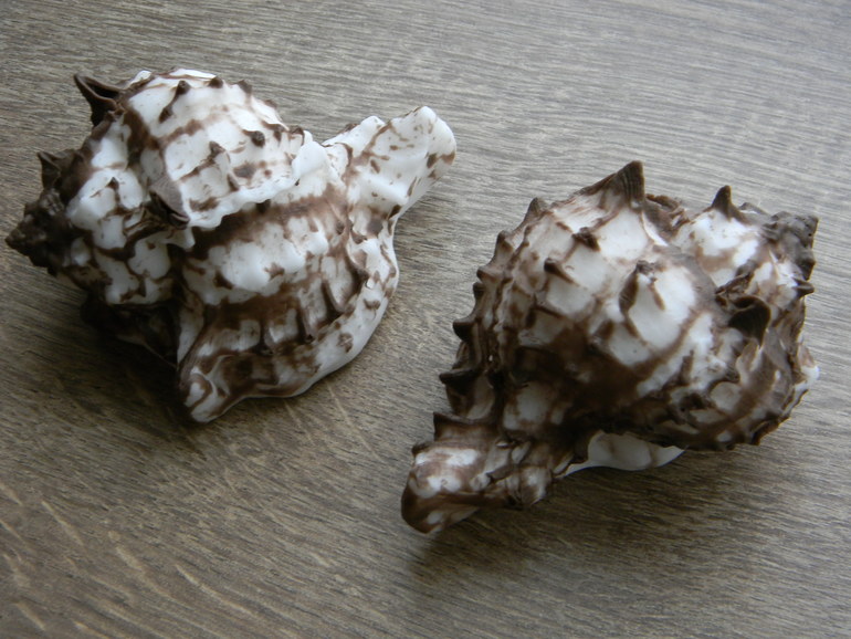 Новые формы