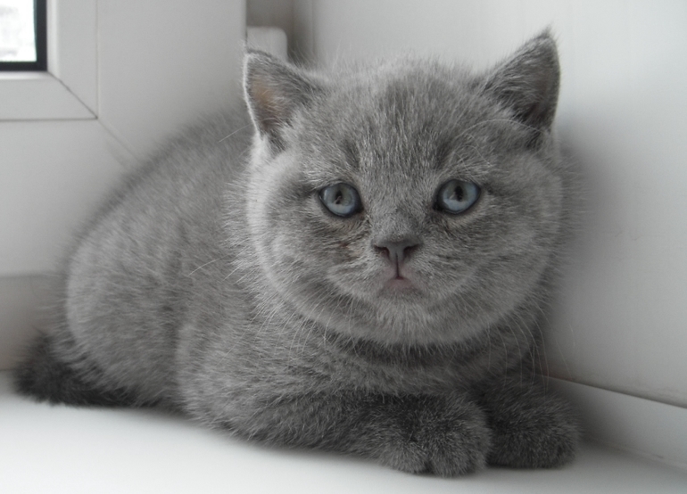 Плюшевое счастье!