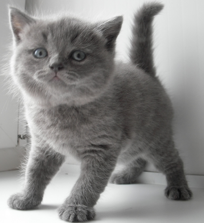 Плюшевое счастье!