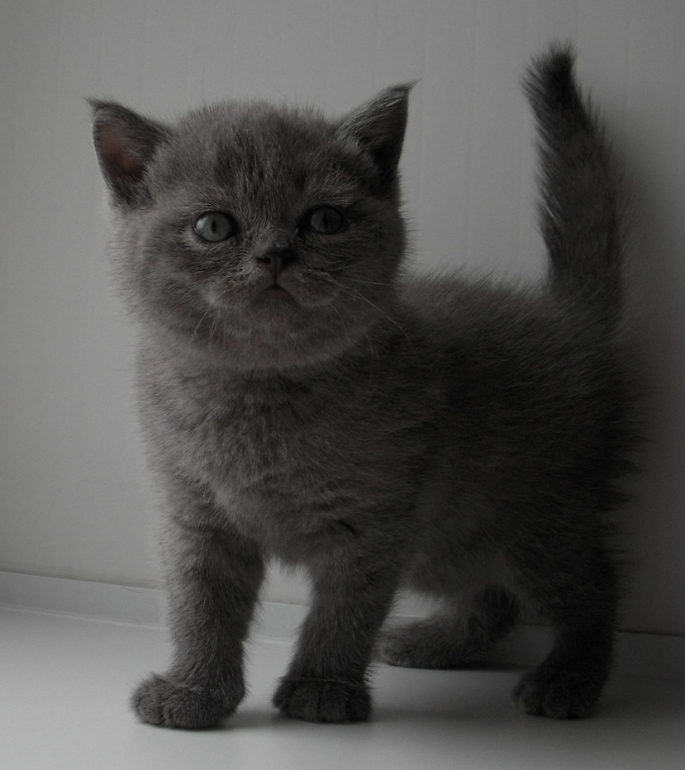 Плюшевое счастье!