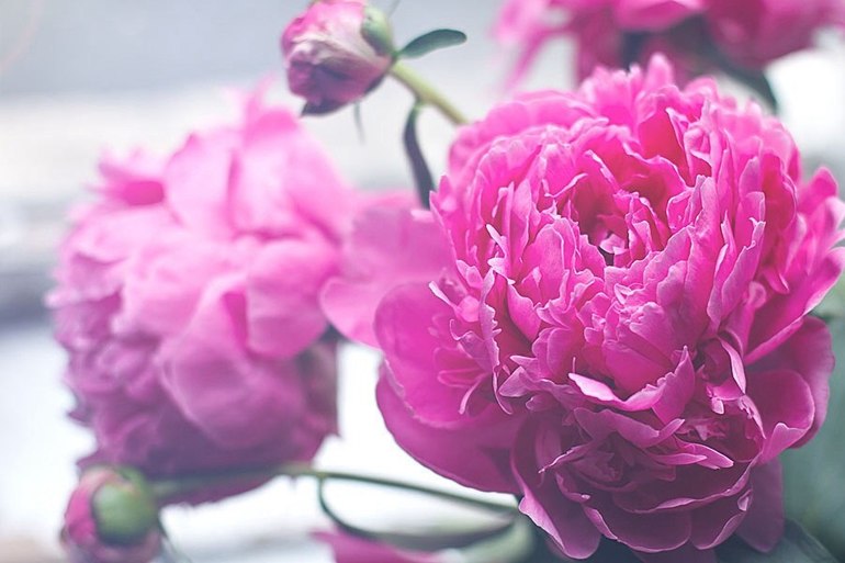 Цветочное настроение :)