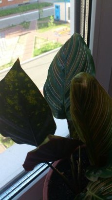 Девочки помогите!