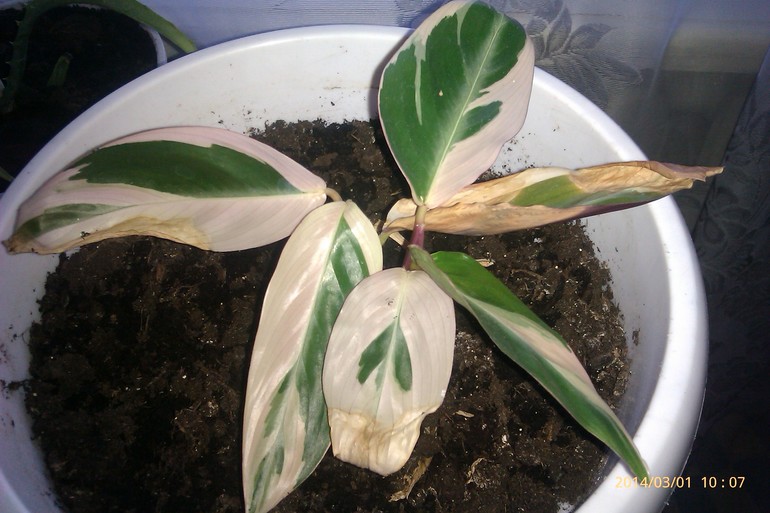 Спасти цветок