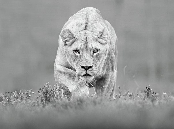 Трудности – это не наказание за прошлое, а испытание ради будущего.