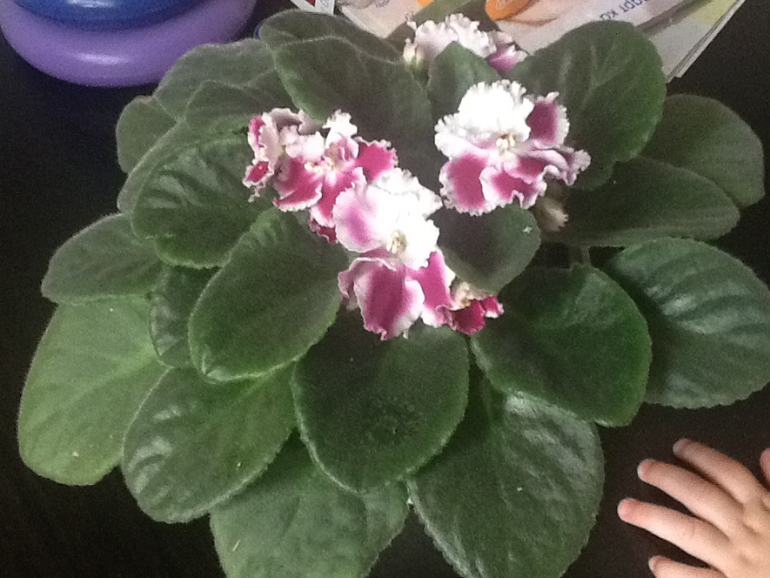 Мои две красоточки- правда не знаю разновидность