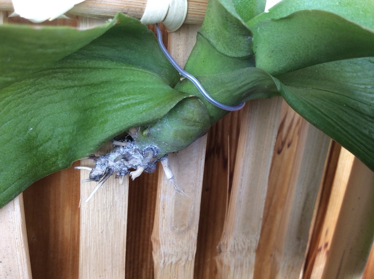 Ура! Подает признаки жизни!