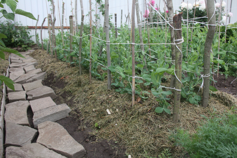 Сорняки вы мои, сорнячочки!