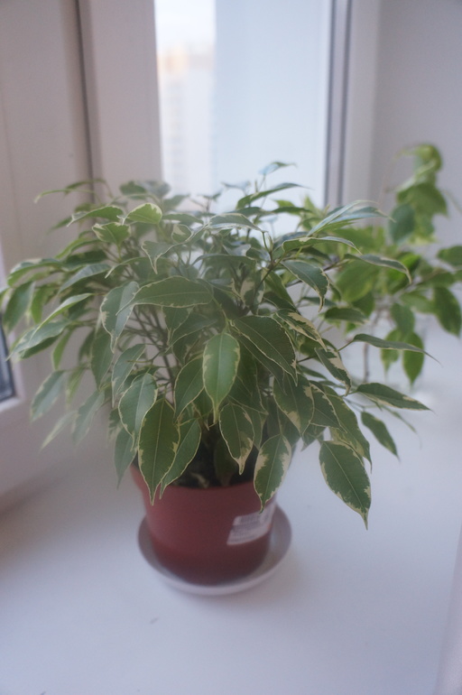 Всем привет!