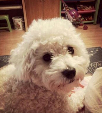 Наша Джесса (бишон-фризе)