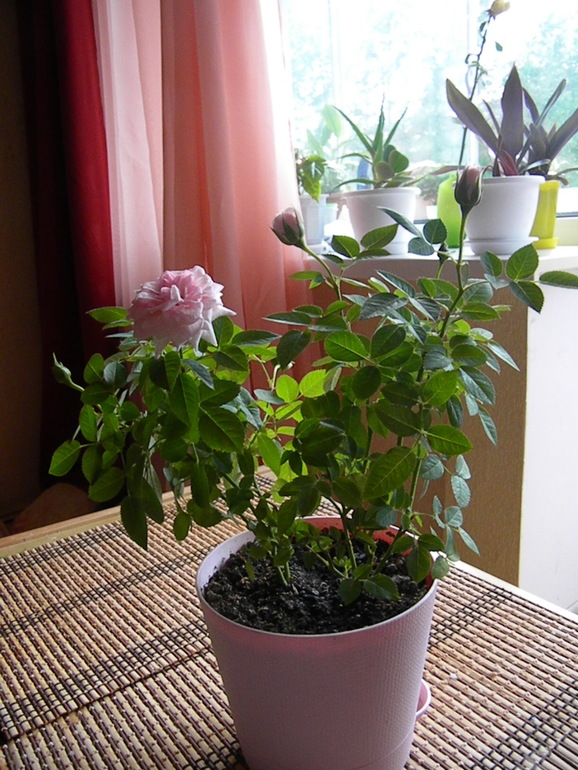 Моя оранжерея!