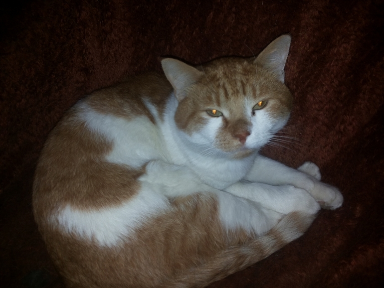 Киски ищут новый дом