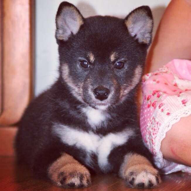 Сиба Ину подросла)