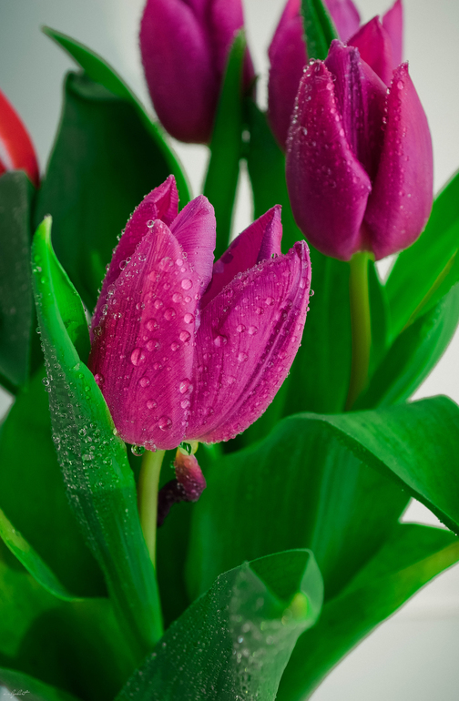 Крымчанки и Крымчане!