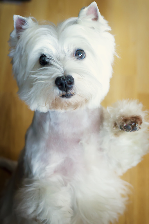 Красота моя)