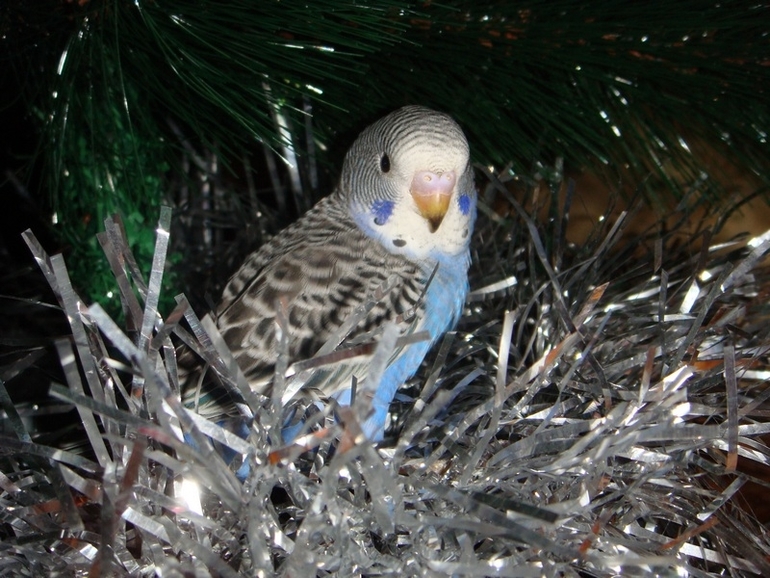 Мои попики!))))