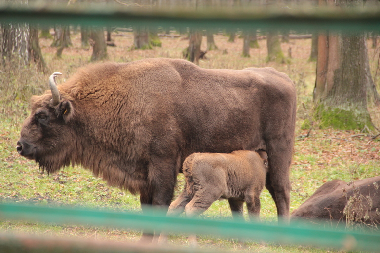 Приокско-террасный заповедник. Усадьба Поленово