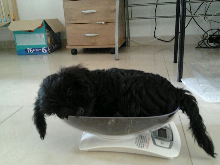 а мы взвешиваемся так)