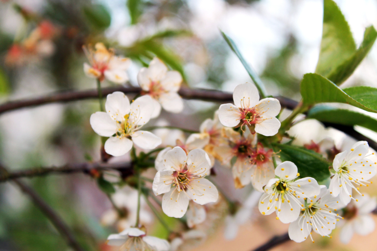 Макро весна...