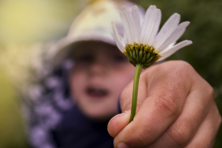 Ромашка маме