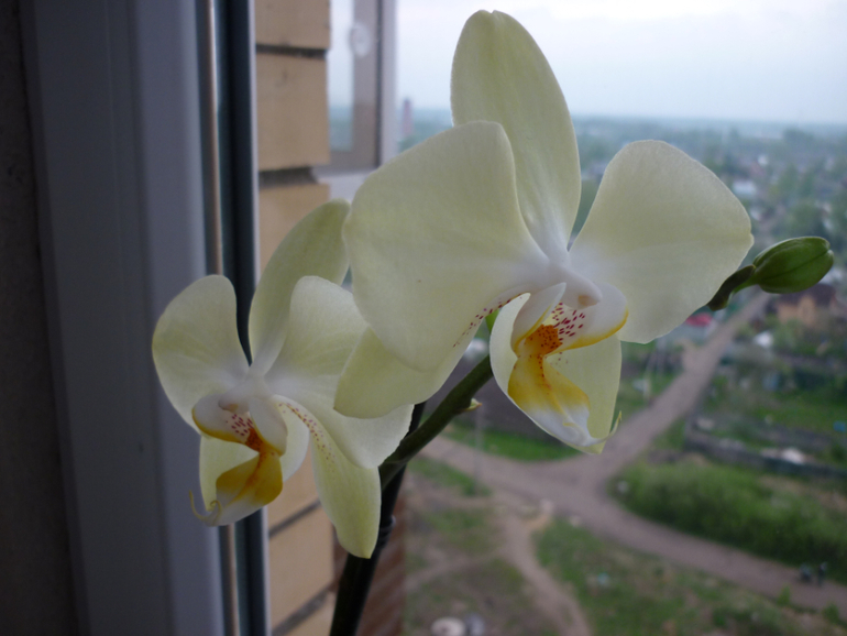 Вот моя красавица