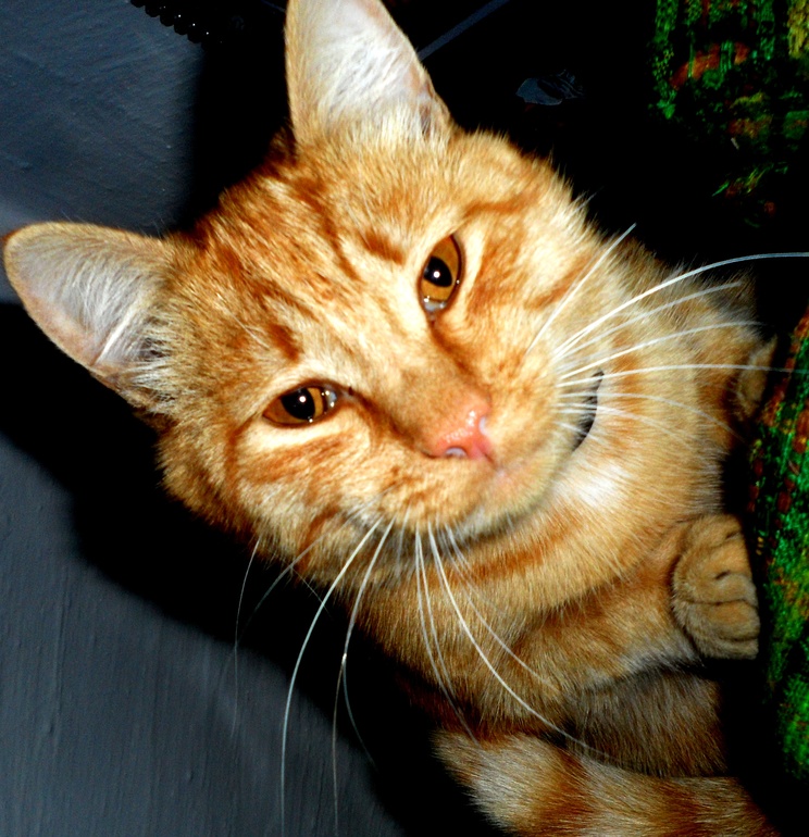 Наш рыжман.