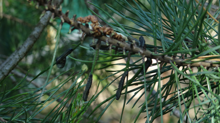 Помогите опознать кустарники и вредителя!