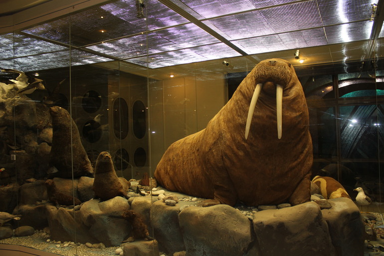 В Дарвиновском музее