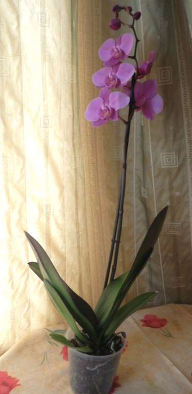 Моя первая красавица!