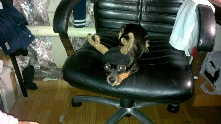 Собачьи шапки