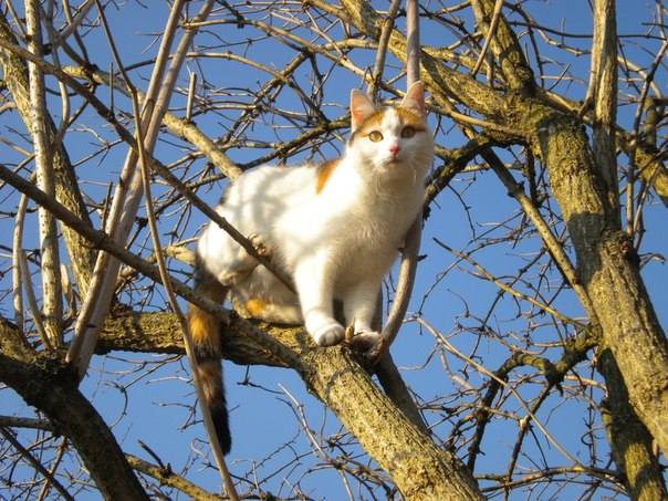 Март - коты прилетели