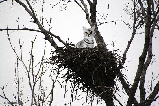 Март - коты прилетели