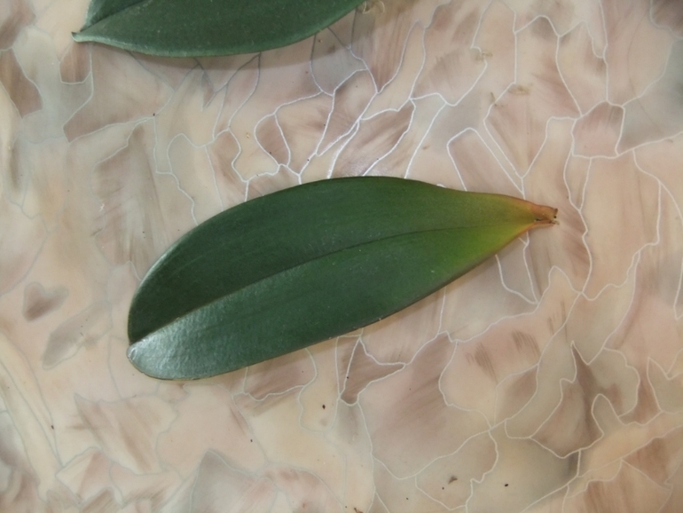 Орхидейка теряет листья(