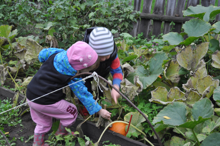 ТН Овощи, фрукты