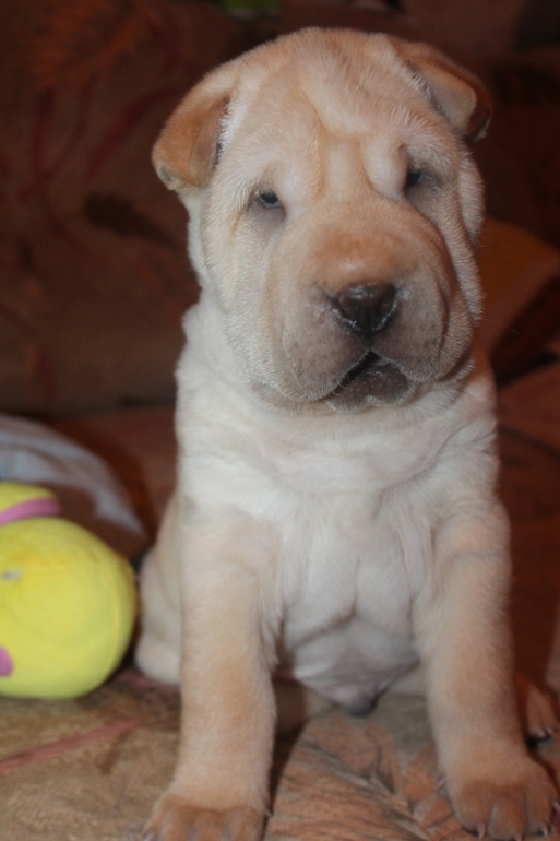 Сбылась моя мечта!!!