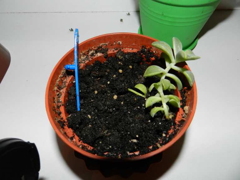 Седум. Несколько вопросов