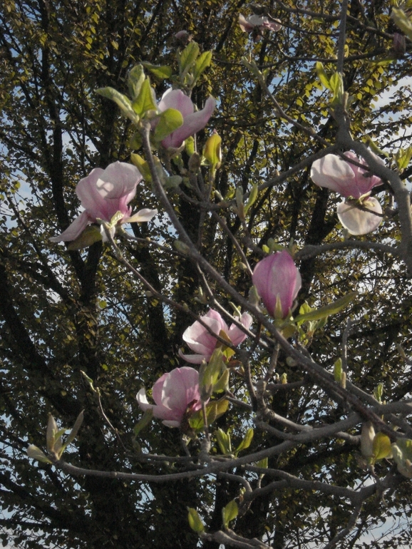 парк (20.04.2014)