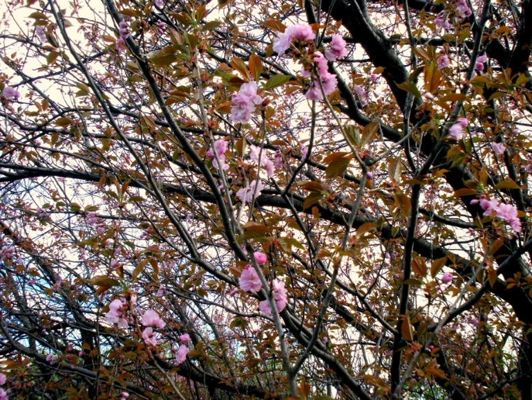 парк (20.04.2014)