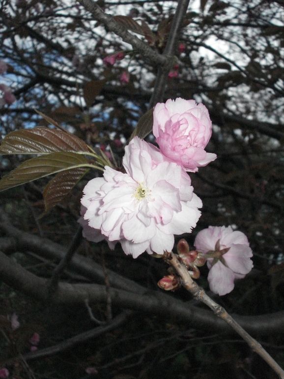 парк (20.04.2014)