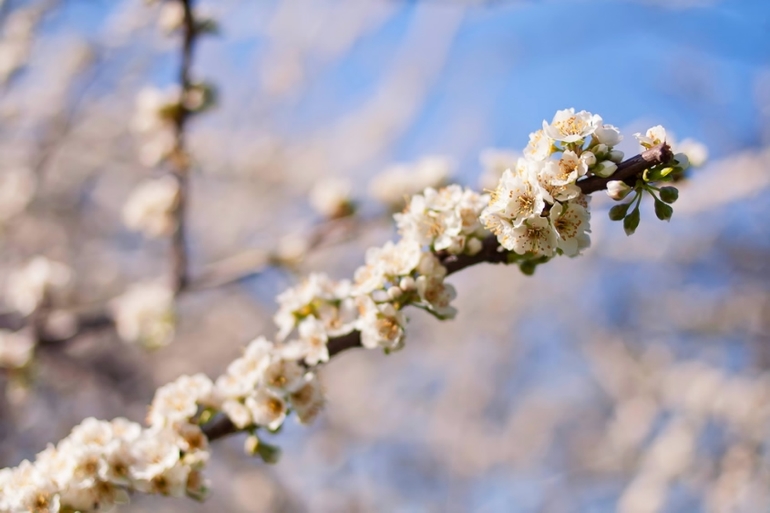 К вопросу о том, когда зацветет Коломенский парк