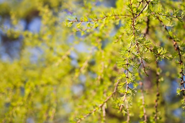 К вопросу о том, когда зацветет Коломенский парк