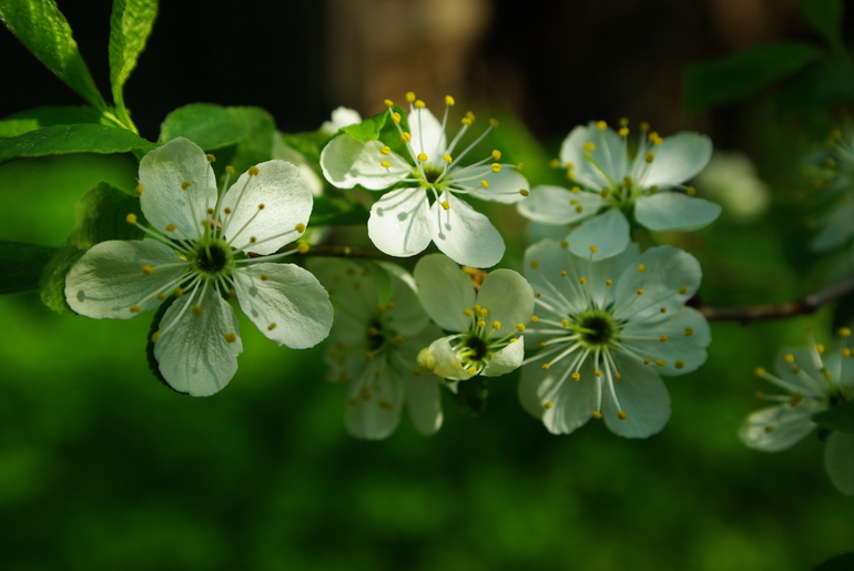 Дединово 02.05.2014