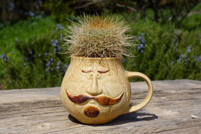 Кактус в сумке.