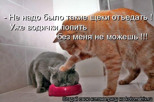 Котики))